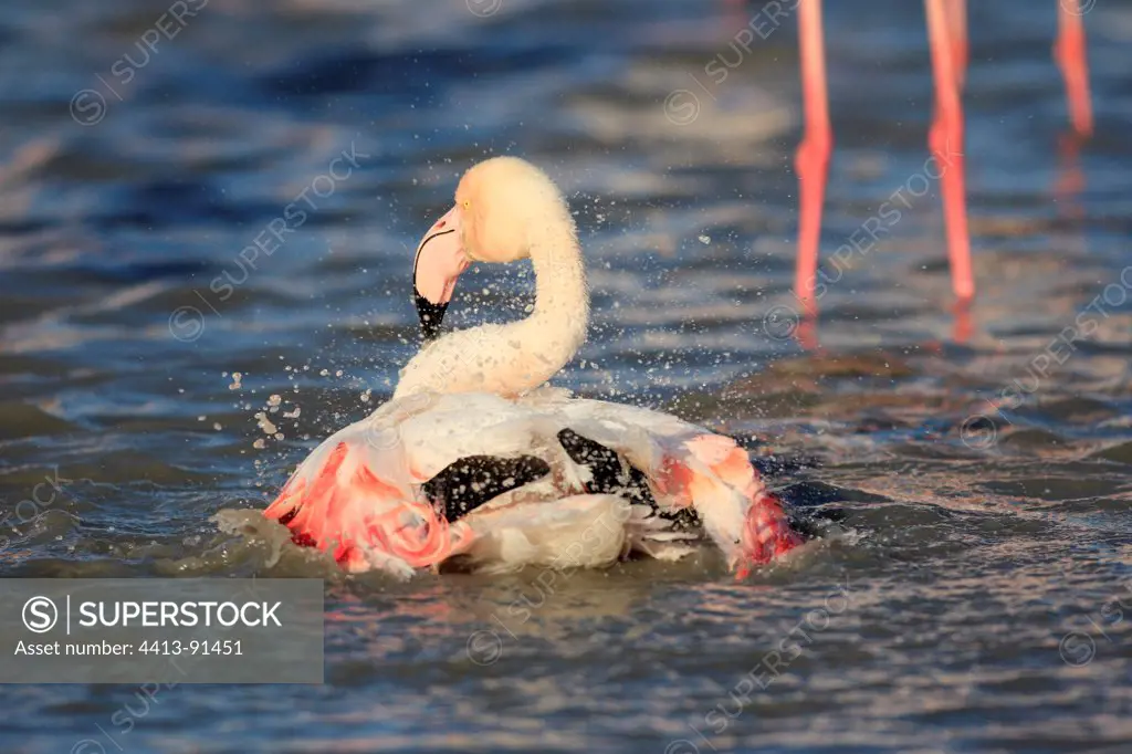 Flamingo grooming in water Pont de Gau CamargueFrance