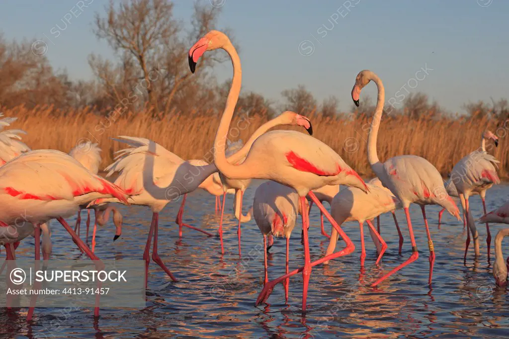 Flamingos wading Pont de Gau Camargue