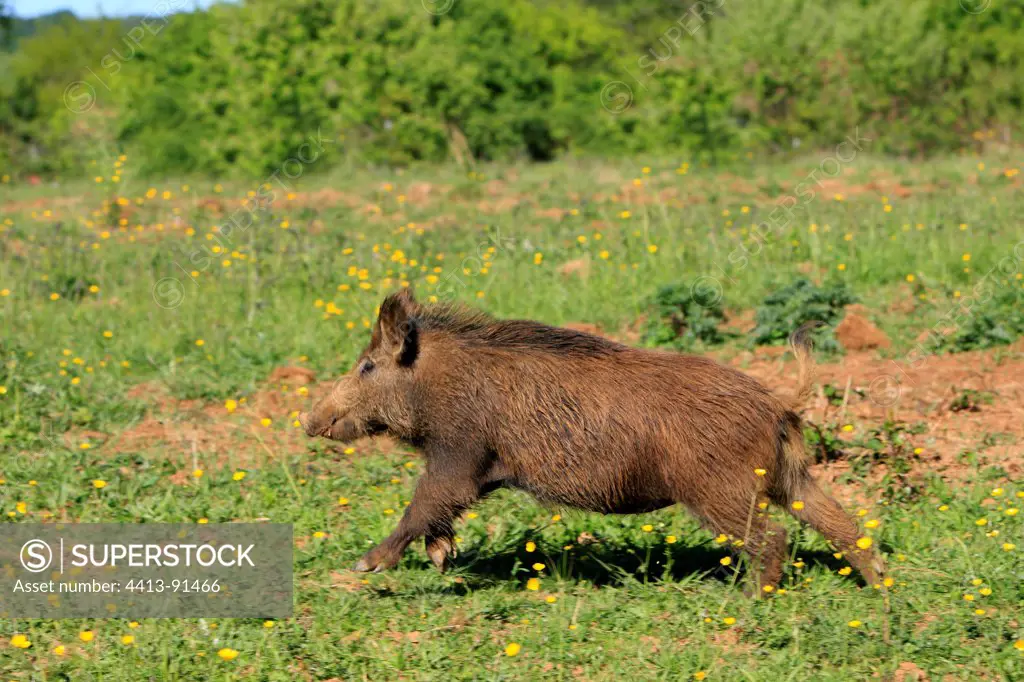 Boar running in the grass Franche-Comte France
