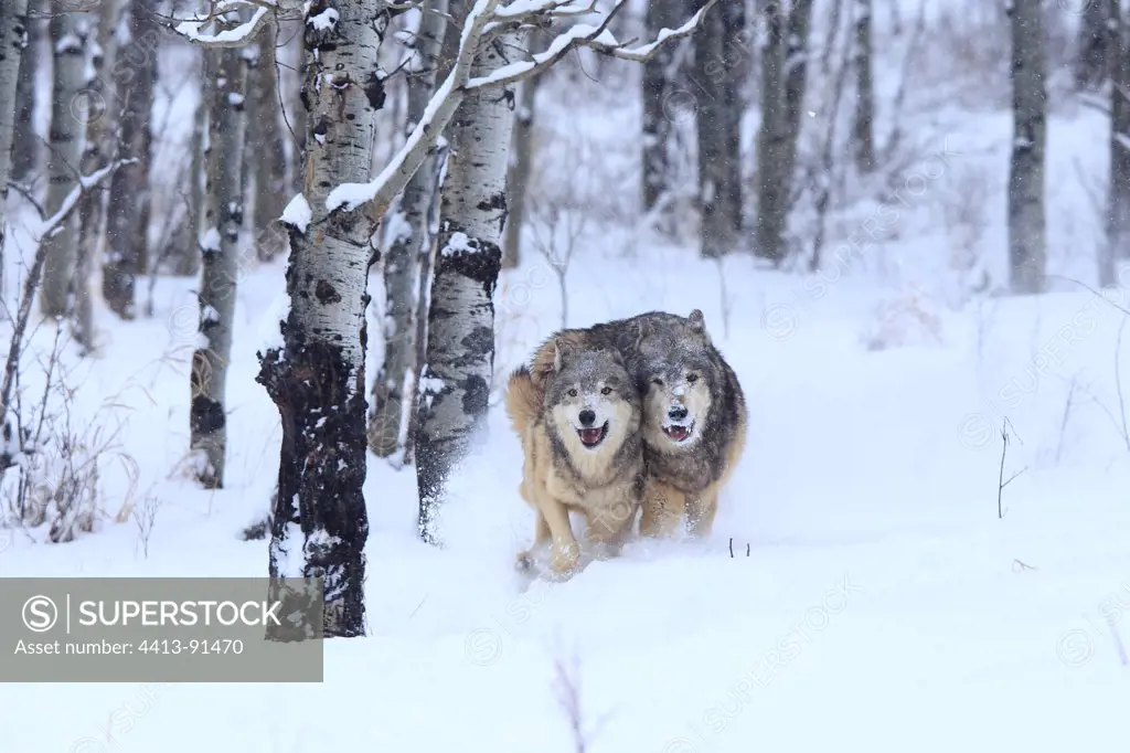 Gray wolves running in snow Montana USA