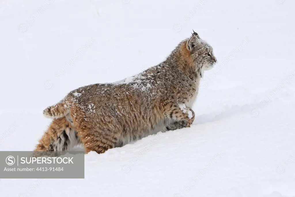 Bobcat walking in snow Montana USA
