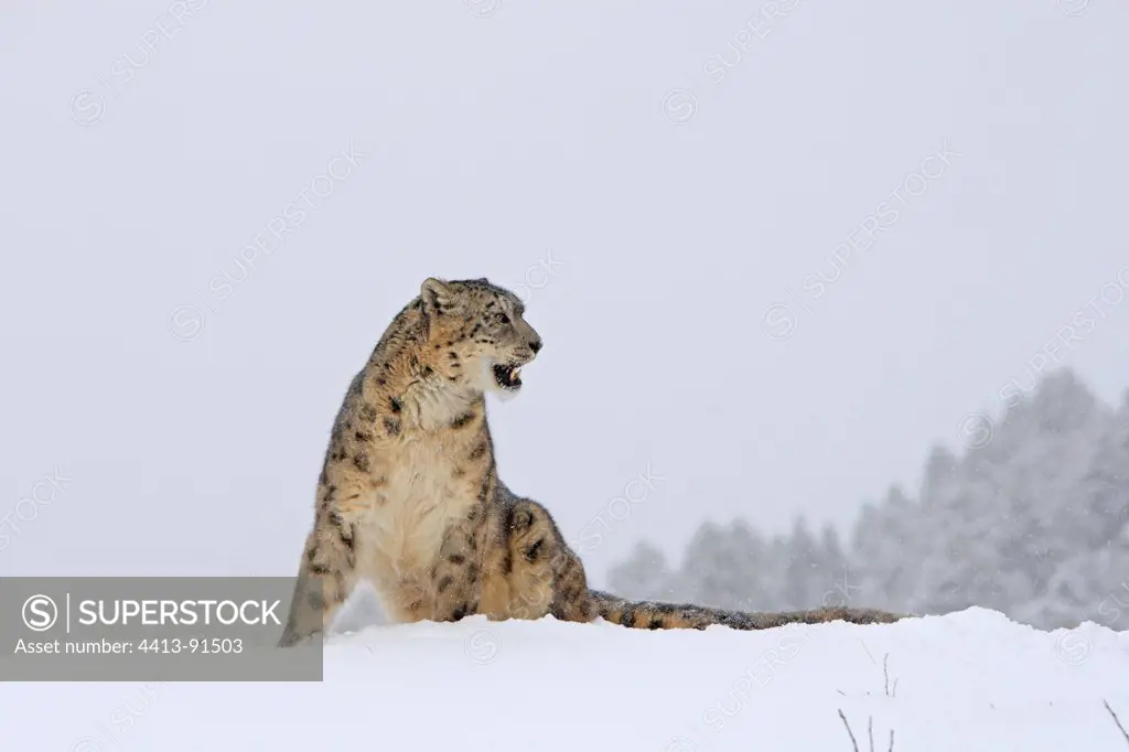 Snow leopard sitting in the snow