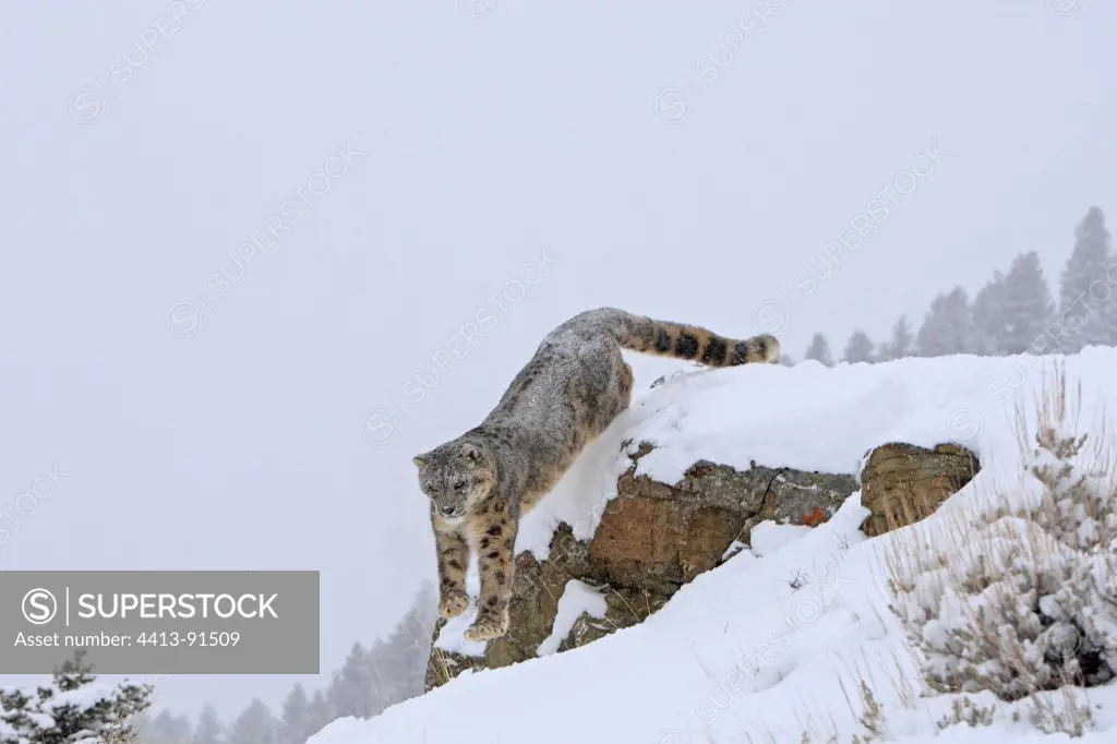 Snow leopard leaping from a rock in the snow