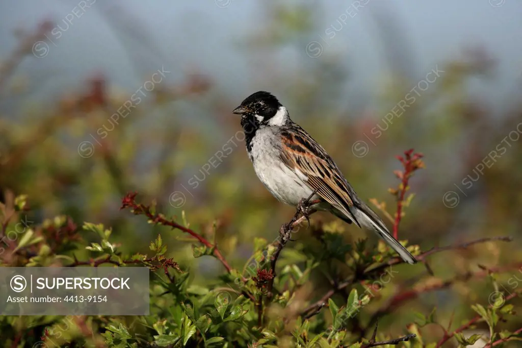 Male Reed bunting on a bush