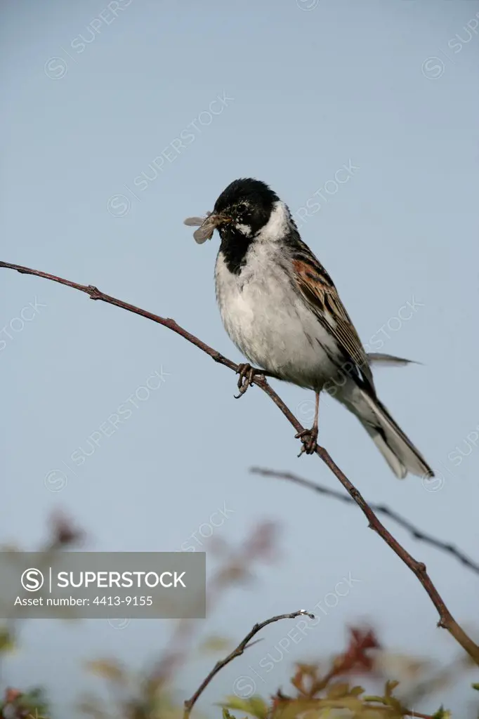 Male Reed bunting with a prey in the beak