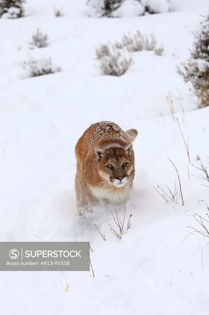 Puma running in a forest clearing in winter Montana USA