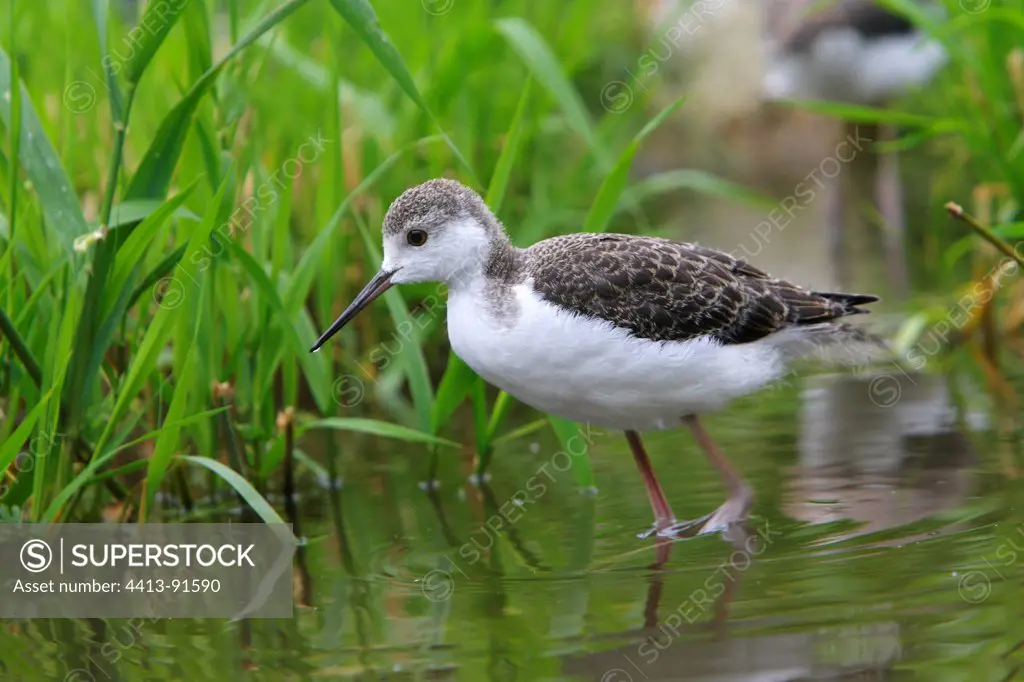 Young Black-winged Stilt walking in water