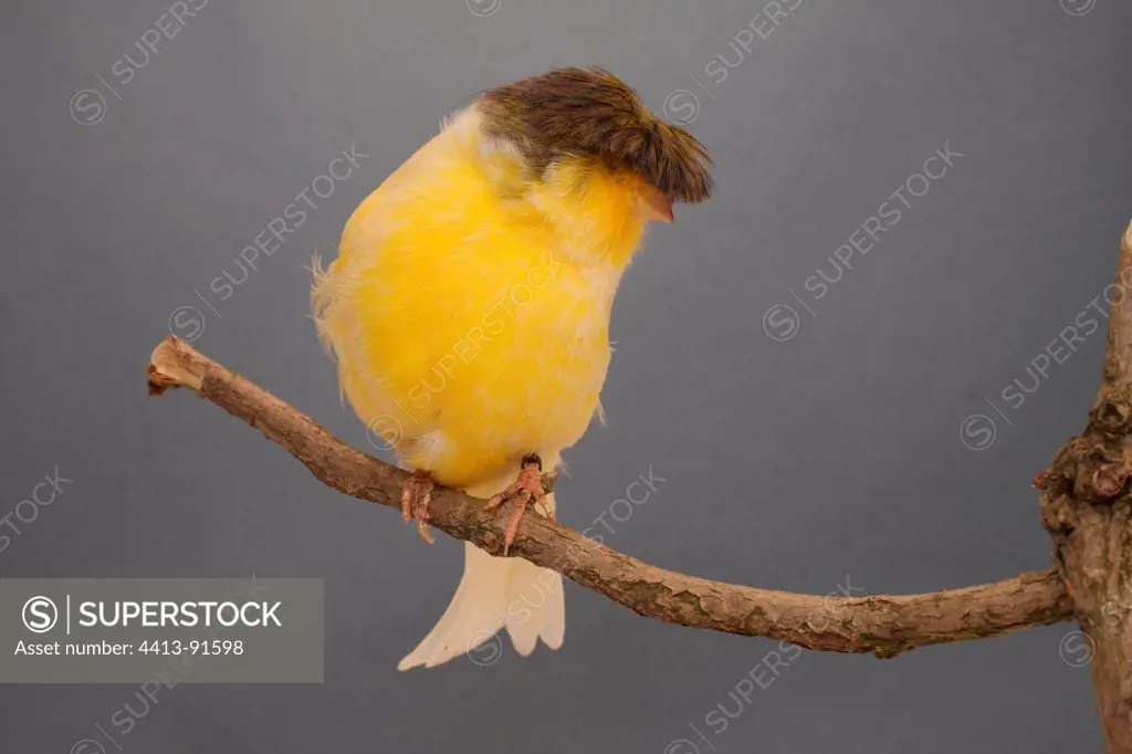 Canari 'Crested' on a branch