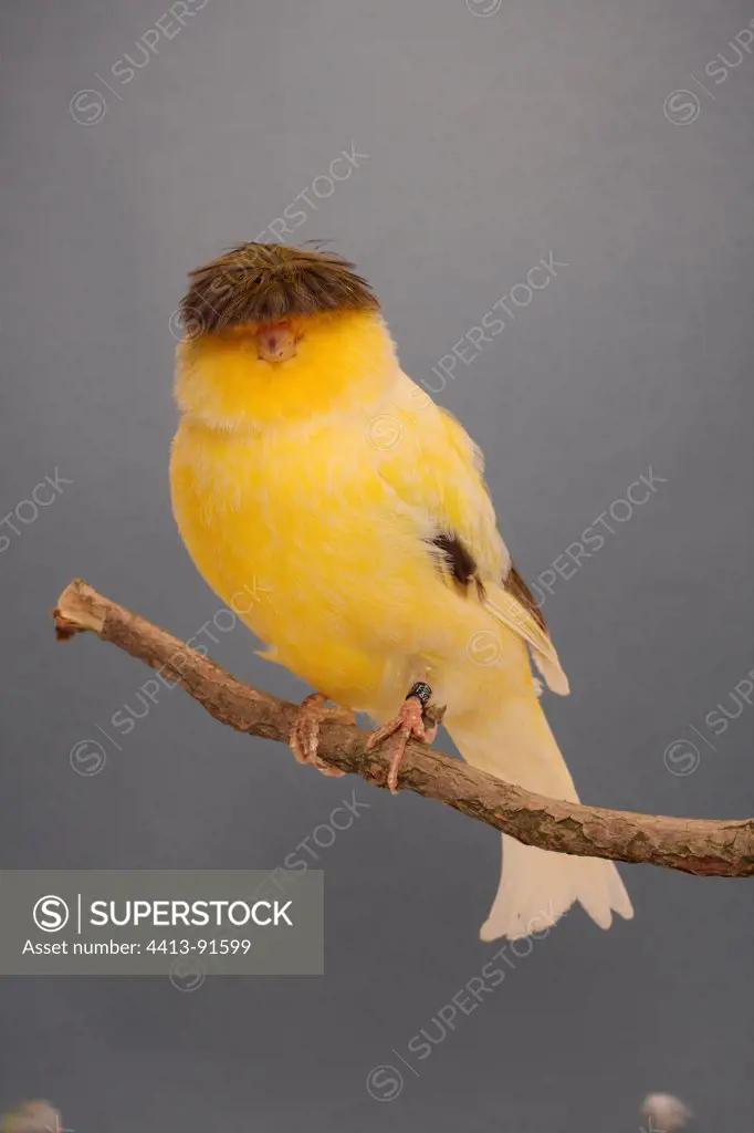 Canari 'Crested' on a branch