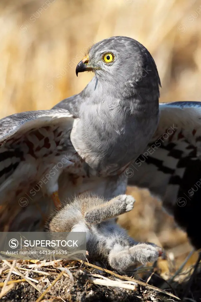 Male Montagu's harrier taking a young rabbit as prey France