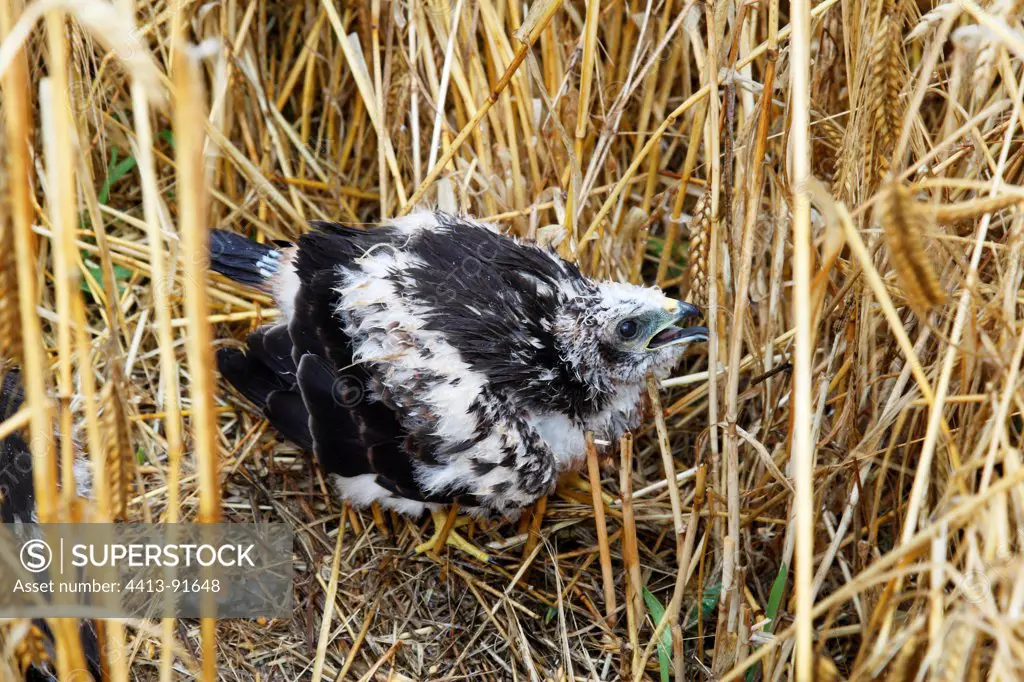 Chick Montagu's harrier in nest France