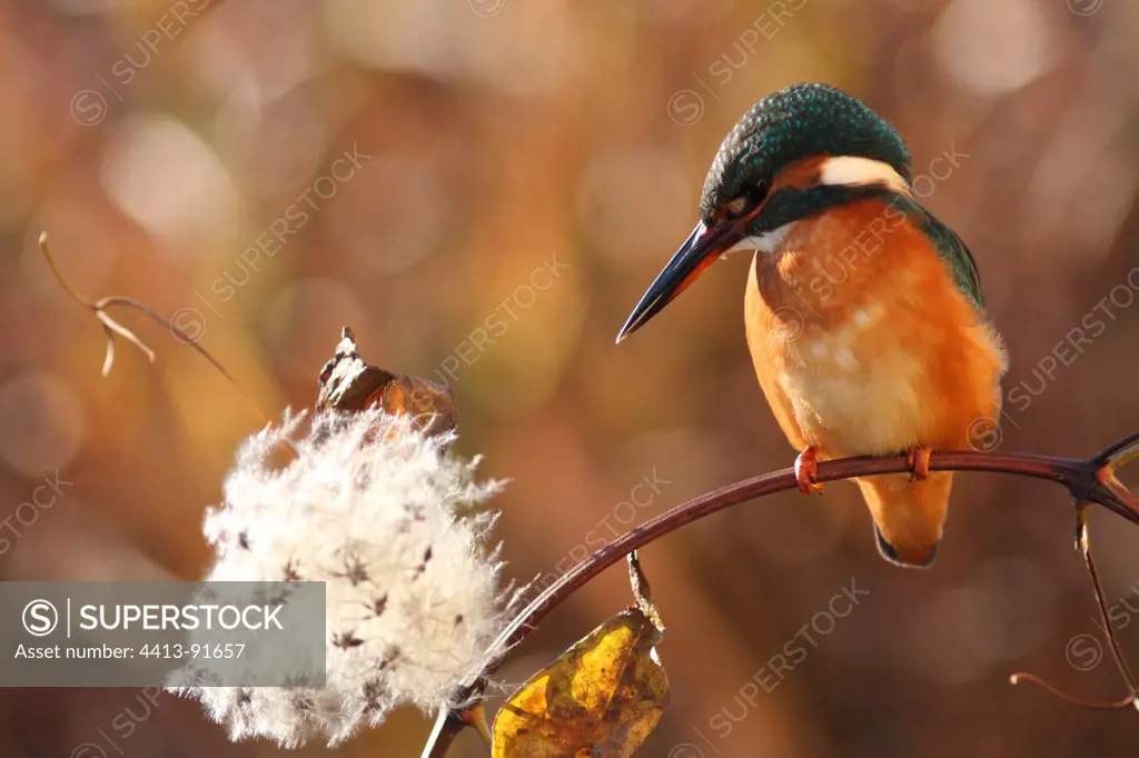 Common Kingfisher on a branch Ried d'Alsace France