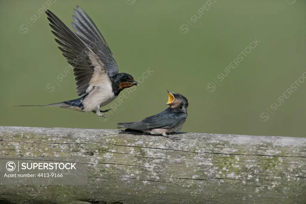 Barn swallow feeding a young United-Kingdom