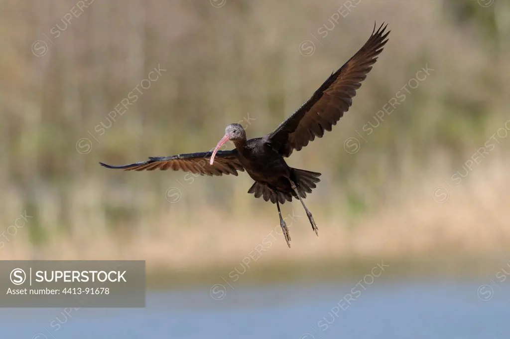Bare-faced Ibis in flight