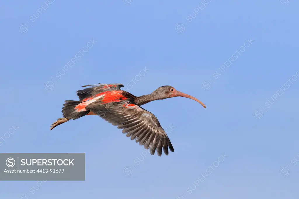 Immature Scarlet Ibis in flight