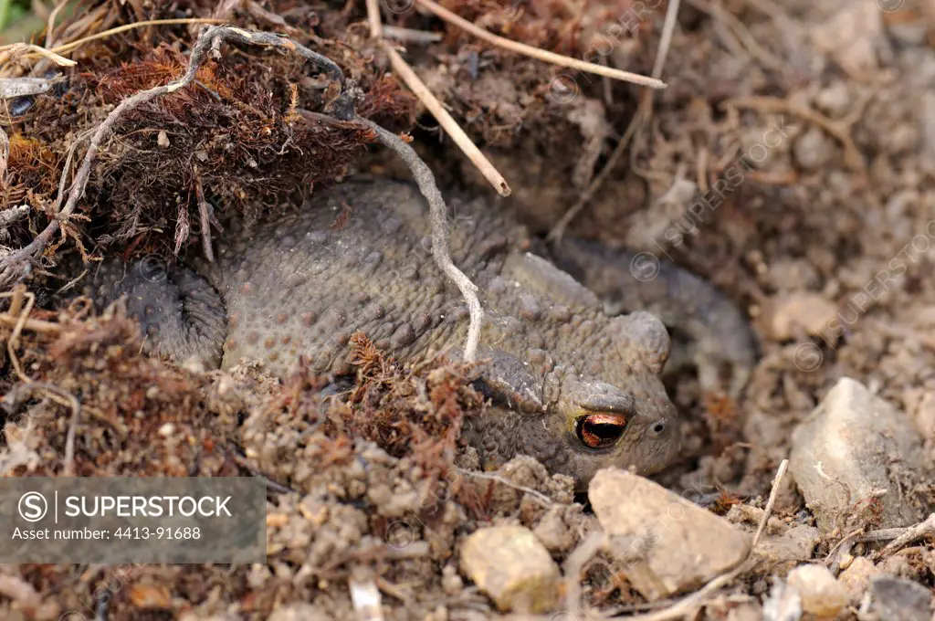 Common toad in earth France