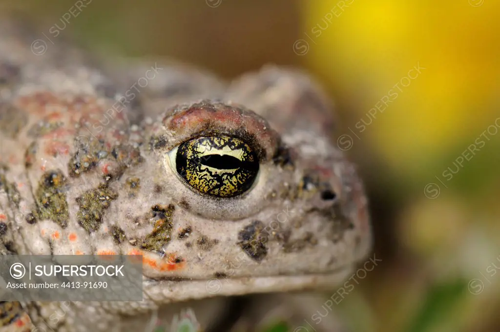 Portrait of Natterjack Toad France