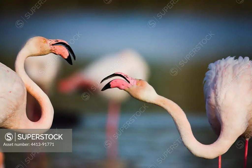 Greater Flamingos fighting Pont du Gau Camargue France
