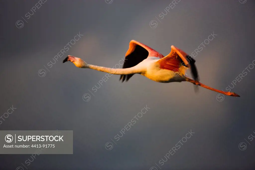 Greater Flamingo in flight CamargueFrance