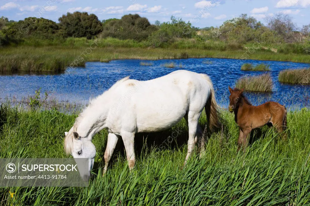White Camargue horse with foal Camargue France