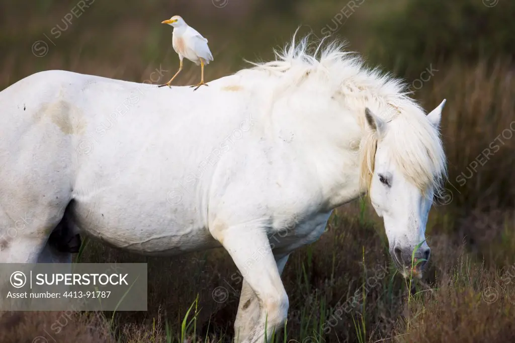 White Camargue horse with cattle egret on its back Camargue