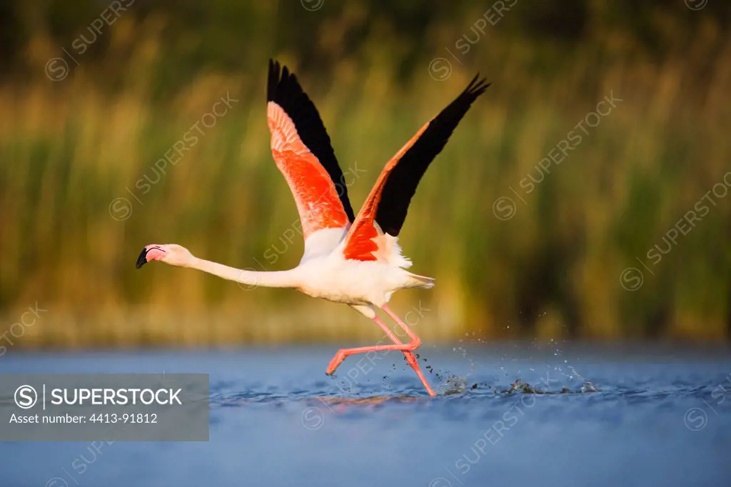 Greater Flamingo taking off from lagoon Camargue France