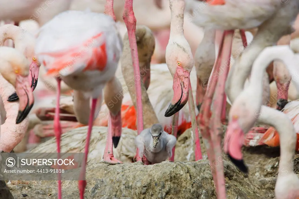 Greater Flamingos at breeding colony newly hatched chick