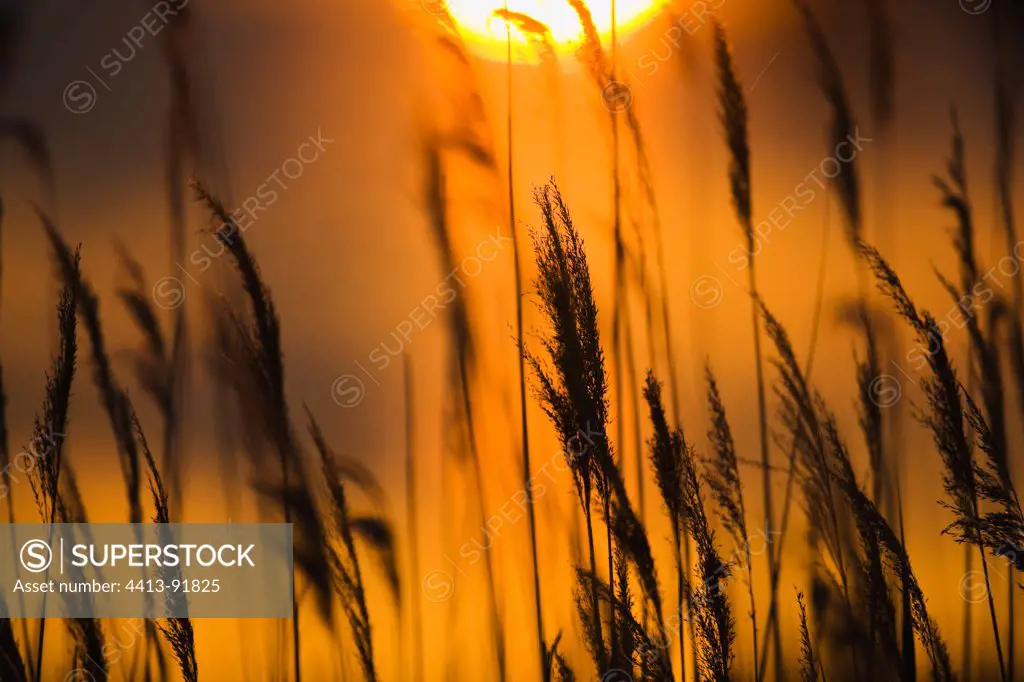 Lagoon with reed grass at sunset Camargue France