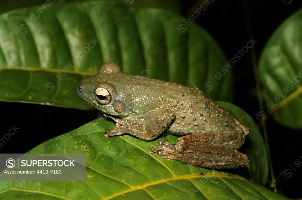 African Foam-nest Tree Frog