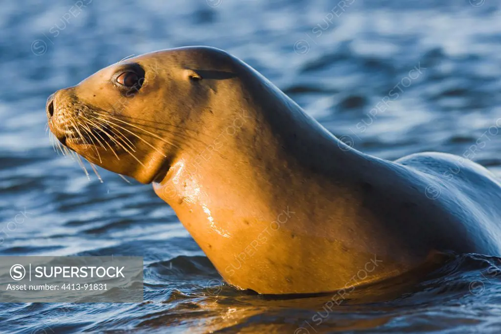 Female southern sea lion in shallow water Valdes Peninsula