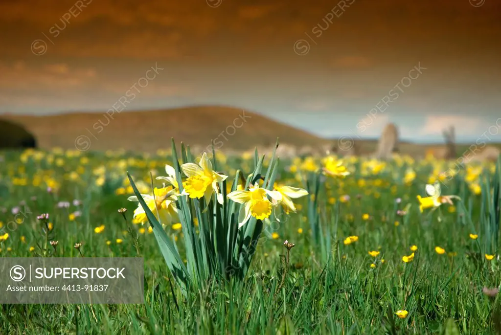 Meadow with Daffodils in bloom in spring Auvergne France