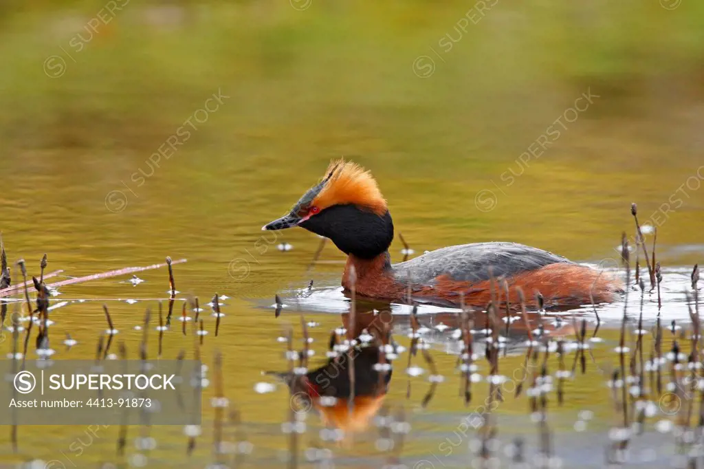 Horned grebe swimming on a lake Scotland