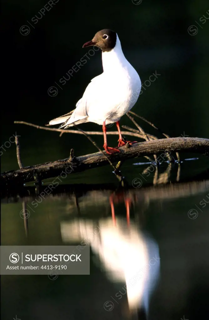 Black-headed gull on a branch