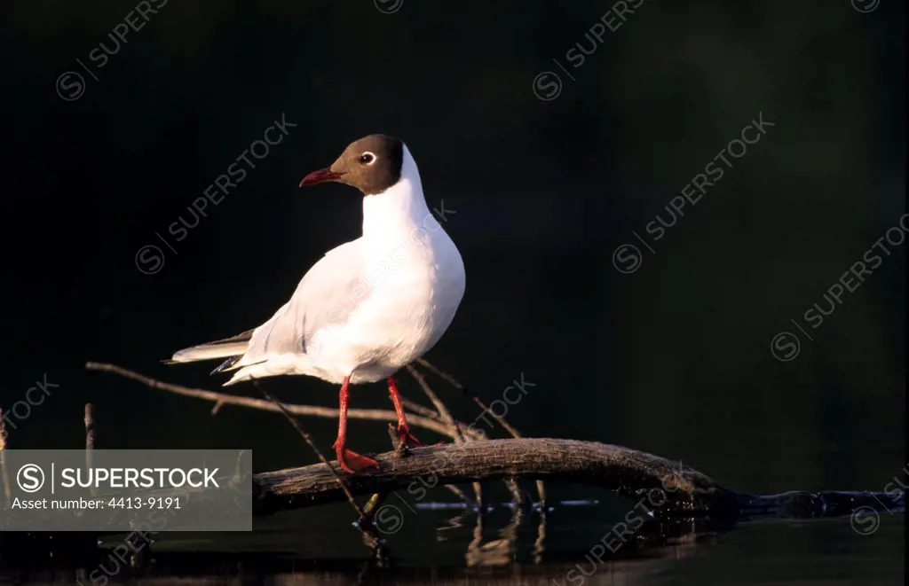 Black-headed gull on a branch