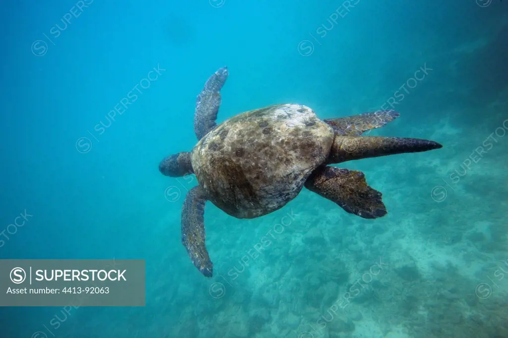 Pacific green turtle swimming Isabella Galapagos