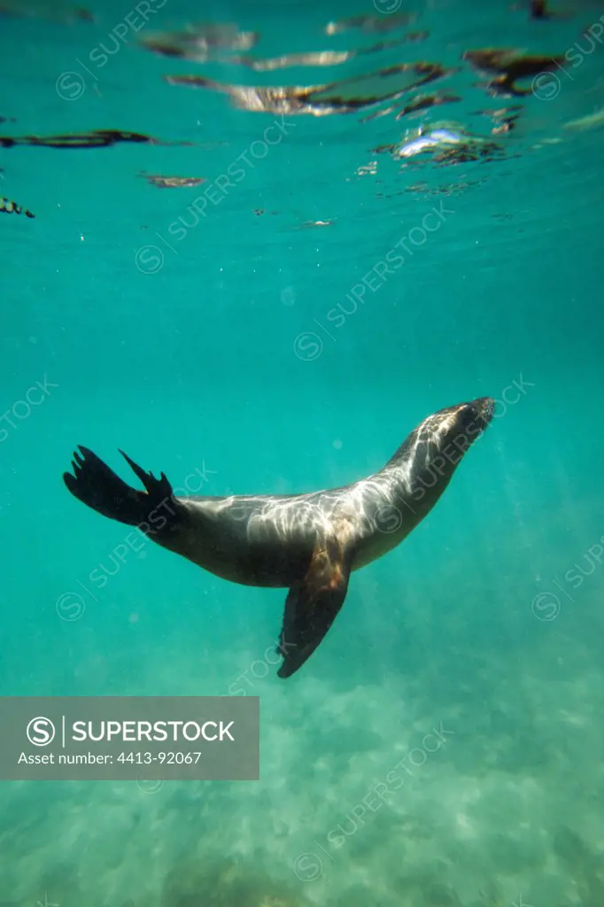 Galapagos Sea lion snorkeling area Isabella