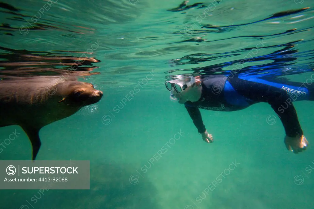 Galapagos Sea lion and diver IsabellaGalapagos