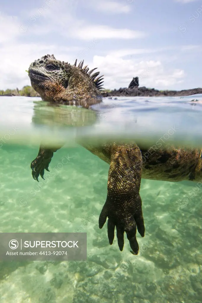 Marine iguana swimming to the surface Isabella Galapagos