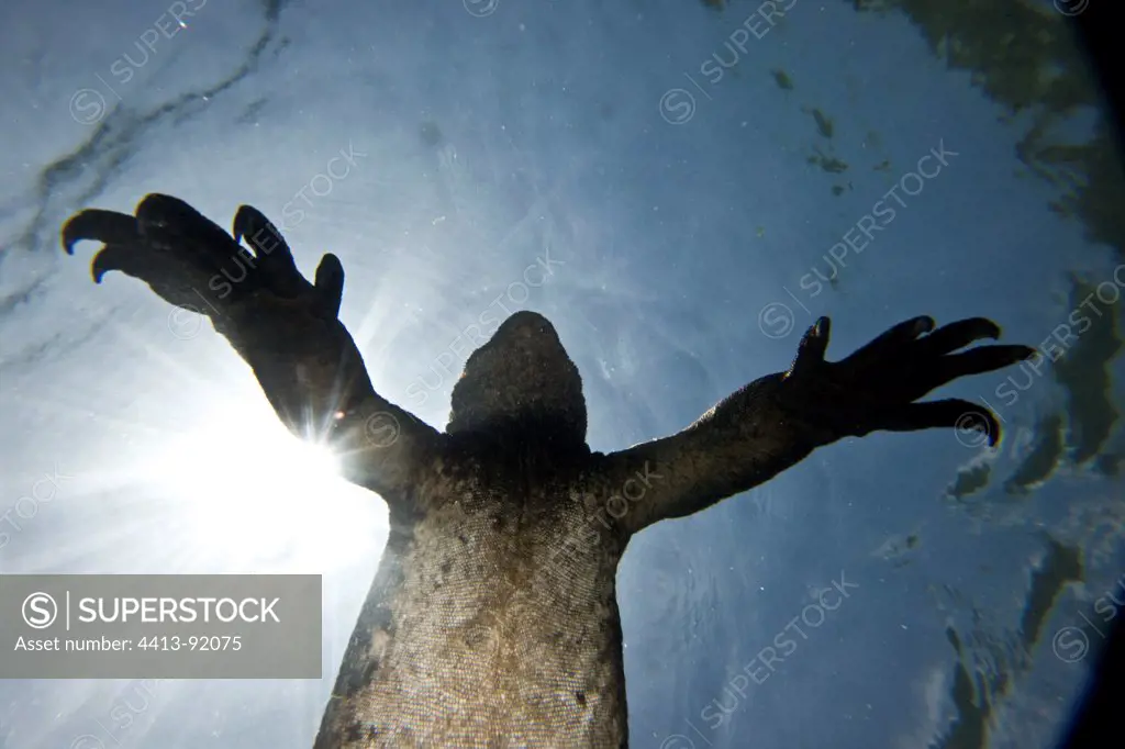 Marine iguana swimming below the surface Isabella Galapagos