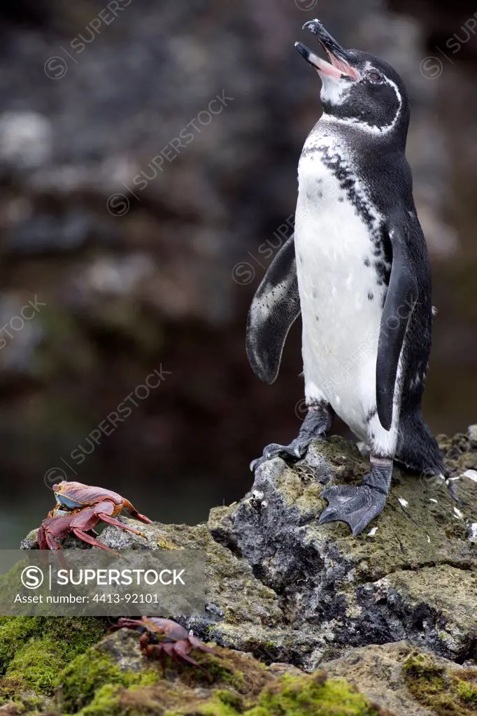 Galapagos penguin crying on a rock and crab Isabella