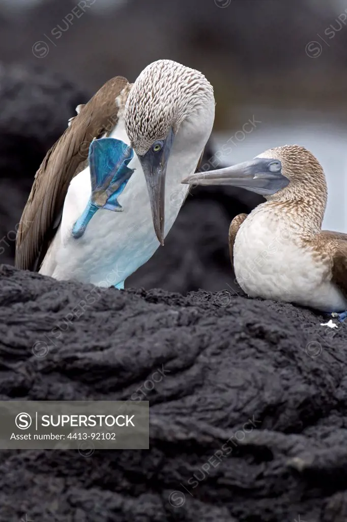 Blue-footed boobies on lava Galapagos Isabella