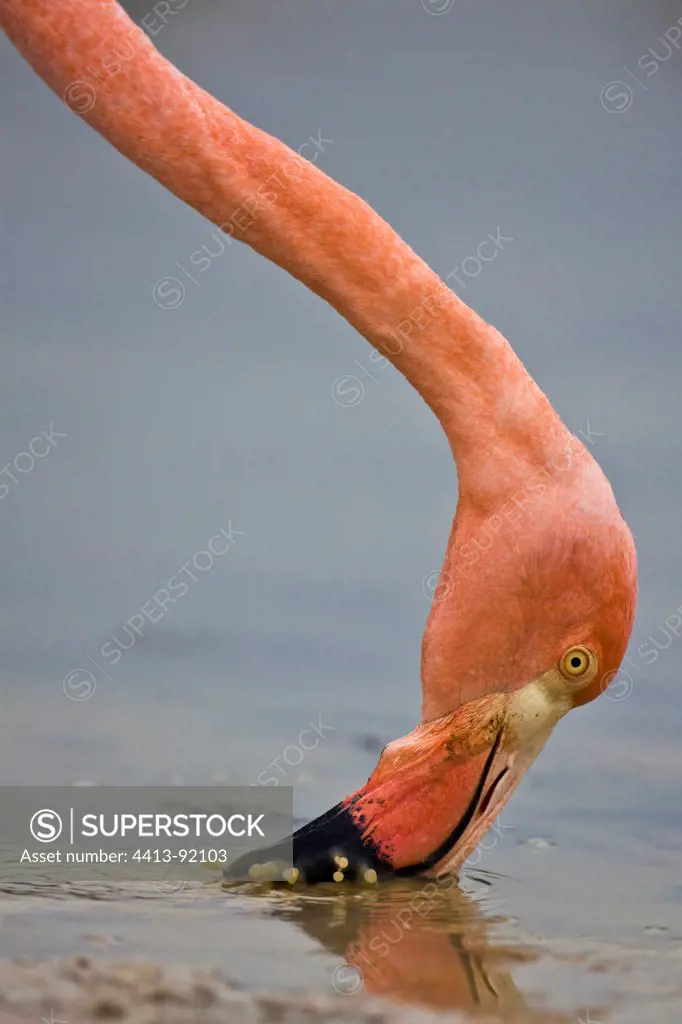 Red Flamingo filter mud Isabella Galapagos
