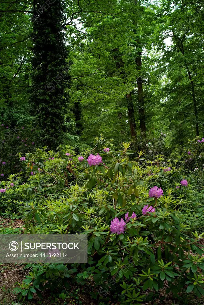 Rhododendron in bloom in a garden in spring