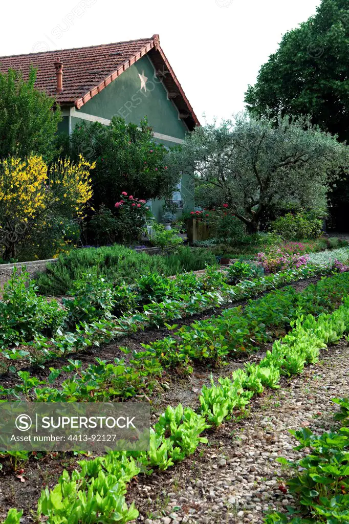 Kitchen garden in front of a house in Provence France