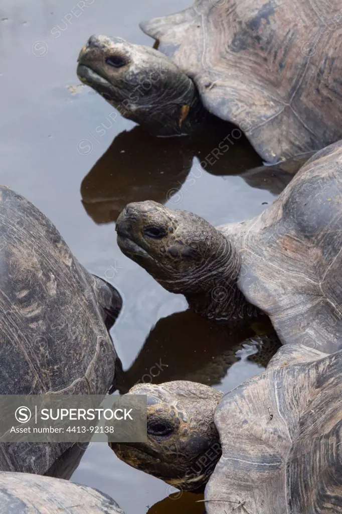 Sierra Negra Giant tortoises in water IsabellaGalapagos