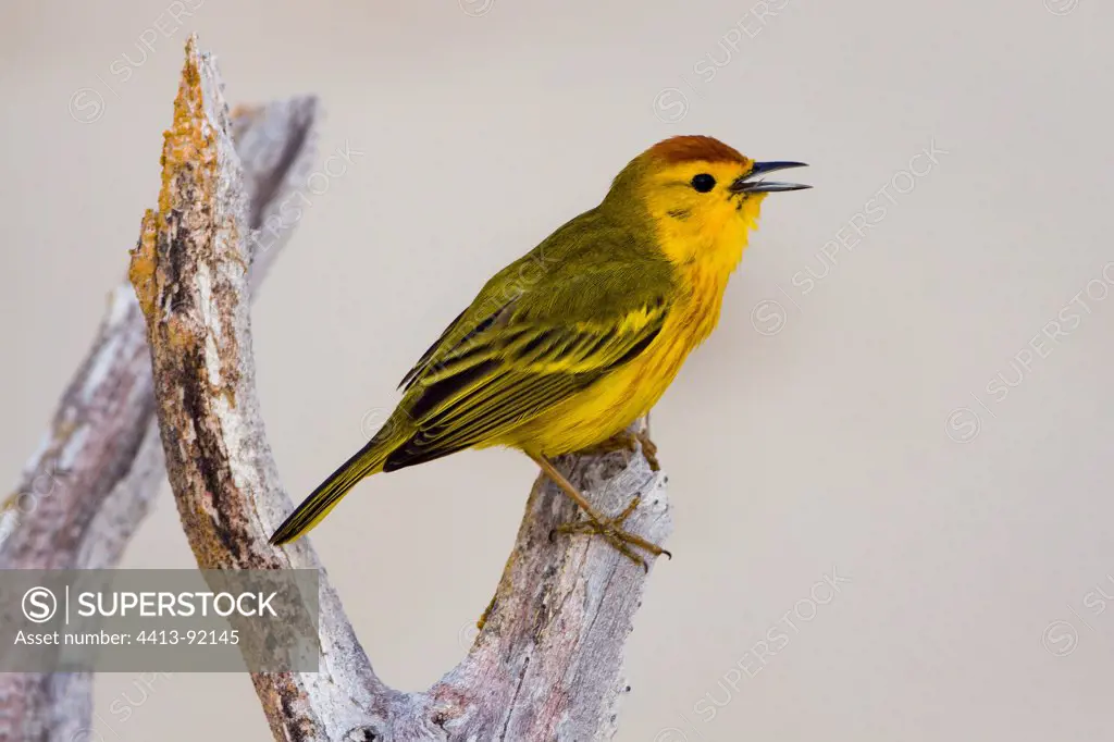Yellow Warbler singing on a branch Isabella Galapagos