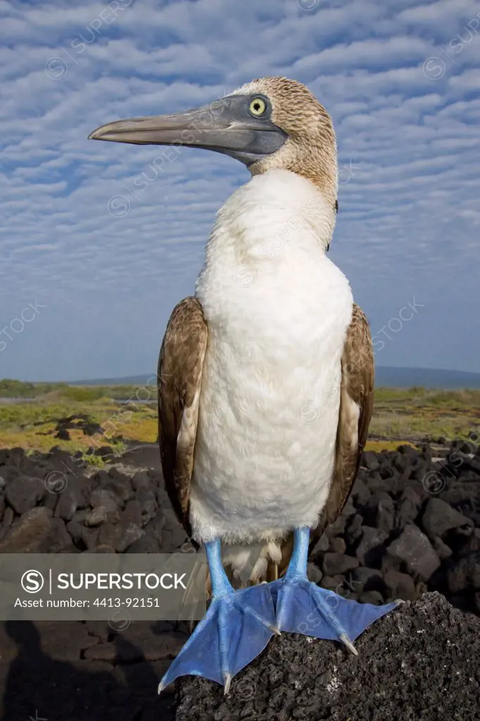 Blue-footed Booby on a rock Isabella Galapagos