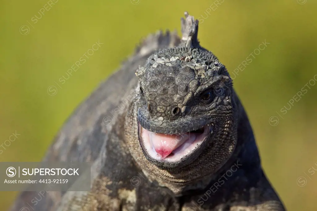 Marine Iguana female fighting Isabella Galapagos