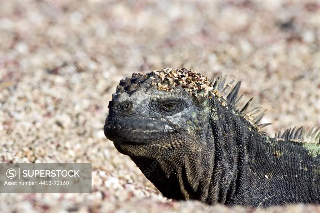 Marine Iguana female digging her nest Isabella Galapagos