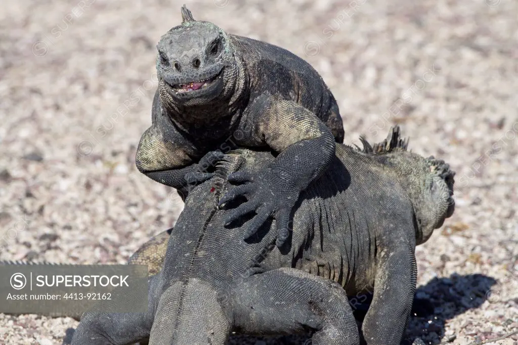Female marine iguanas fighting Isabella Galapagos